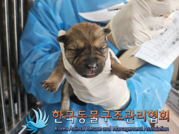 한국동물구조관리협회_441560202500242